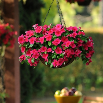 Catharanthus roseus Mediterranean XP 'Dark Red' (132652)