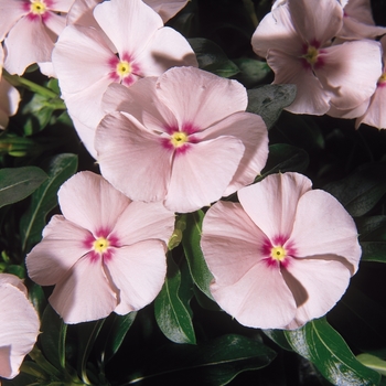 Catharanthus roseus Mediterranean XP 'Peach' (132655)