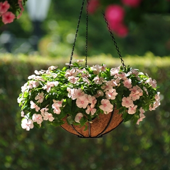 Catharanthus roseus Mediterranean XP 'Peach' (132656)