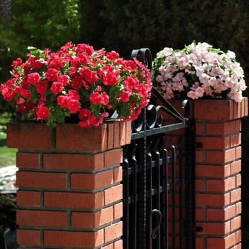 Catharanthus roseus Mediterranean XP 'Red' (132658)