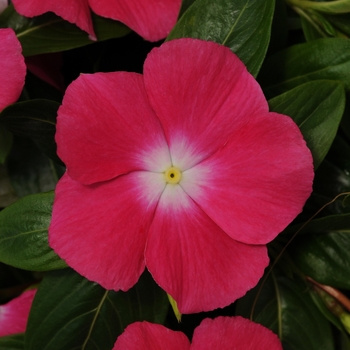 Catharanthus roseus Mediterranean XP 'Rose Halo' (132662)