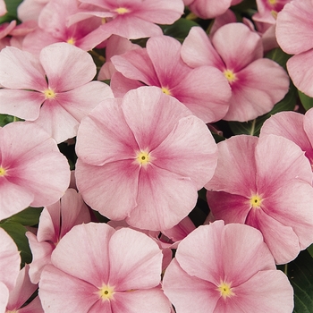 Catharanthus roseus Pacifica XP 'Icy Pink' (132683)