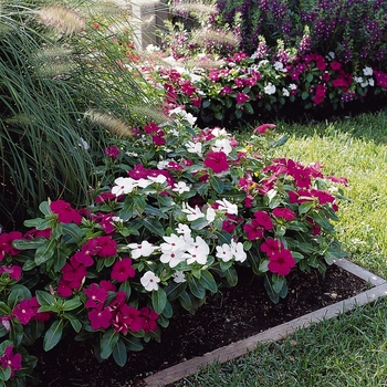 Catharanthus roseus Pacifica XP 'Merlot Mix' (132690)