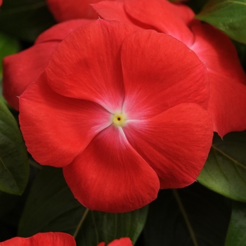 Catharanthus roseus Pacifica XP 'Orange' (132692)