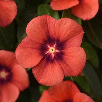 Catharanthus roseus Tattoo™ 'Tangerine' (132707)