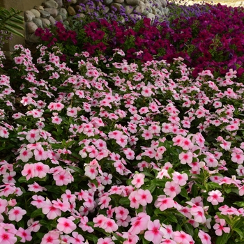 Catharanthus roseus Titan™ 'Blush' (132711)