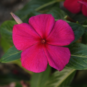 Catharanthus roseus Titan™ 'Burgundy' (132713)