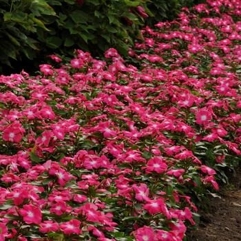 Catharanthus roseus Titan™ 'Rose Halo' (132733)