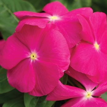 Catharanthus roseus Cora® 'Pink' (132772)