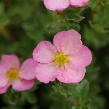 Potentilla fruticosa 'Happy Face Hearts®' (132808)