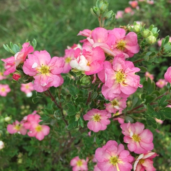 Potentilla fruticosa 'Happy Face Hearts®' (132809)