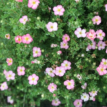 Potentilla fruticosa 'Happy Face Hearts®' (132812)