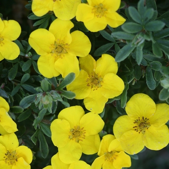 Potentilla fruticosa Happy Face® 'Yellow' (132813)