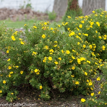 Potentilla fruticosa Happy Face® 'Yellow' (132814)