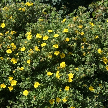 Potentilla fruticosa Happy Face® 'Yellow' (132816)