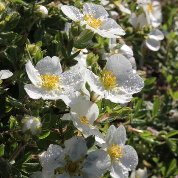 Potentilla fruticosa Happy Face® 'White' (132817)