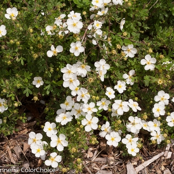 Potentilla fruticosa Happy Face® 'White' (132819)