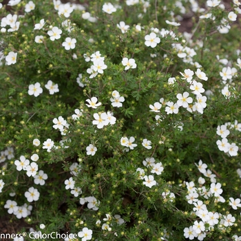 Potentilla fruticosa Happy Face® 'White' (132820)