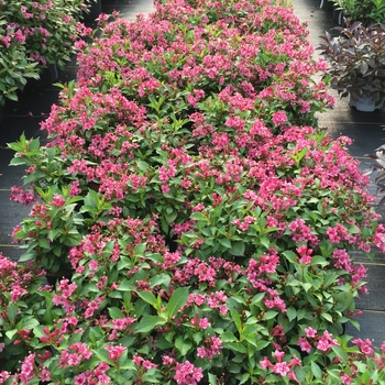 Weigela florida Snippet® 'Dark Pink' (132824)