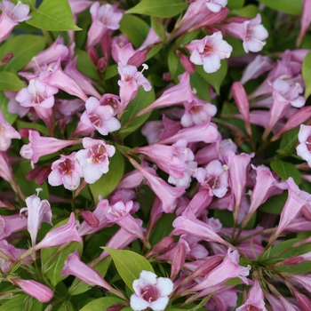 Weigela florida Snippet Lime® '' (132826)