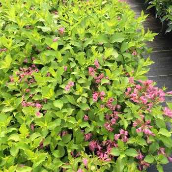 Weigela florida Snippet Lime® '' (132827)