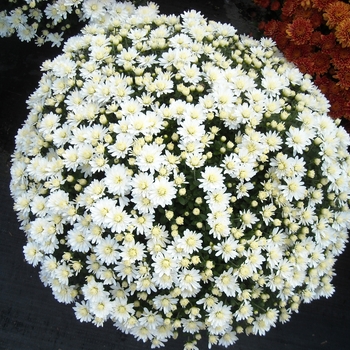 Instant Pot® Community  Yeptried the chrysanthemum silicone