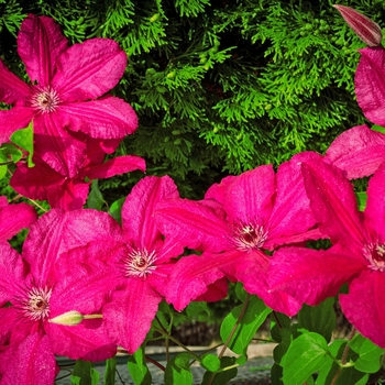 Clematis 'Ernest Markham' (132911)