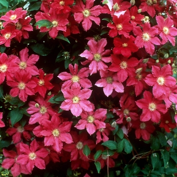 Clematis 'Ernest Markham' (132912)