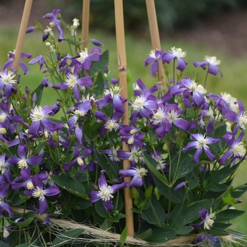 Clematis 'Violet Stardust' (132929)