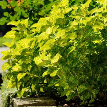 Coleus scutellarioides 'Electric Lime®' (132942)