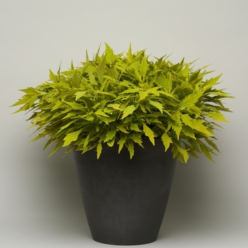 Coleus FlameThrower™ 'Salsa Verde' (132945)