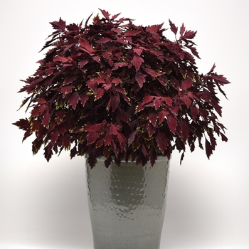 Coleus FlameThrower™ 'Salsa Roja' (132947)