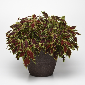 Coleus FlameThrower™ 'Serrano' (132950)