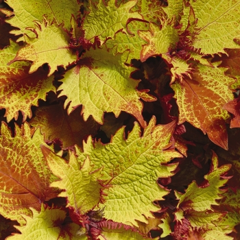 Coleus 'Henna' (132952)