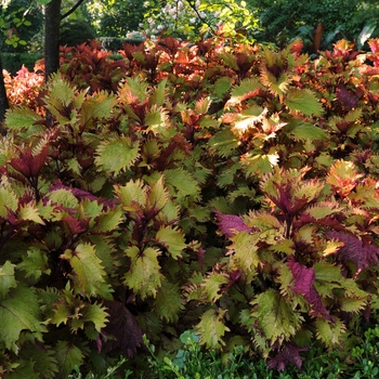 Coleus 'Henna' (132955)