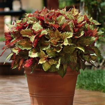 Coleus 'Indian Summer' (132957)