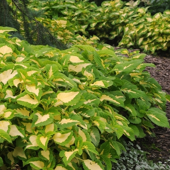 Coleus scutellarioides Kong Jr.™ 'Green Halo' (132960)