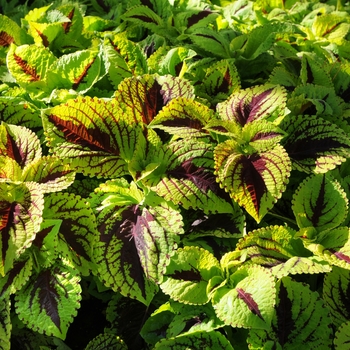 Coleus scutellarioides Kong Jr.™ 'Lime Vein' (132962)