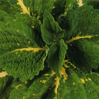 Coleus scutellarioides Kong® 'Green' (132974)