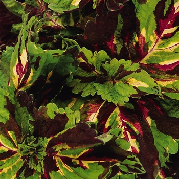 Coleus scutellarioides Kong® 'Mosaic' (132977)