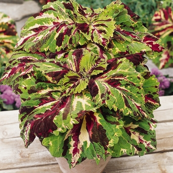 Coleus scutellarioides Kong® 'Mosaic' (132979)