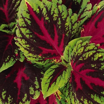 Coleus scutellarioides Kong® 'Red' (132980)