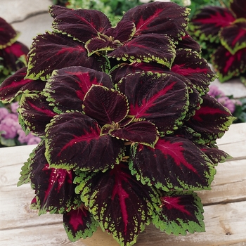 Coleus scutellarioides Kong® 'Red' (132981)