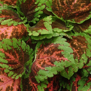 Coleus scutellarioides Kong® 'Salmon Pink' (132983)