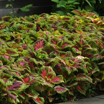 Coleus scutellarioides Kong® 'Salmon Pink' (132985)