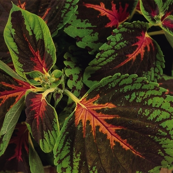 Coleus scutellarioides Kong® 'Scarlet' (132986)