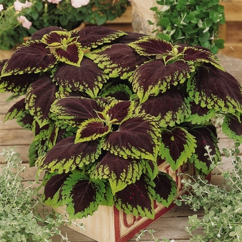 Coleus scutellarioides Kong® 'Scarlet' (132988)