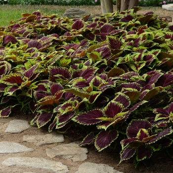 Coleus scutellarioides Kong® 'Scarlet' (132989)