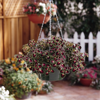 Coleus 'Lava Rose' (132990)