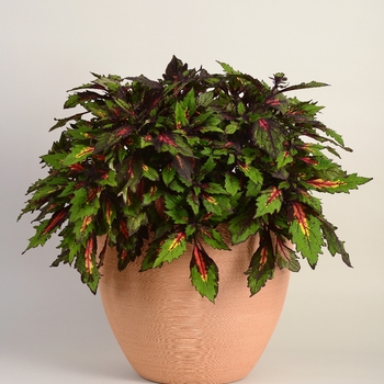 Coleus scutellarioides Marquee™ 'Special Effects' (132992)